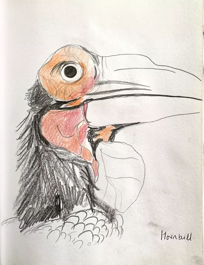 A coloured pencil sketch of a hornbill bird. He has a huge beak, going off the page, a big round eye, and red skin around his eye and beak. 